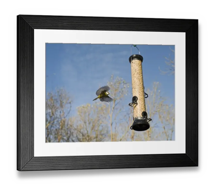Framed Print : Blue Tit at feeder Norfolk winter