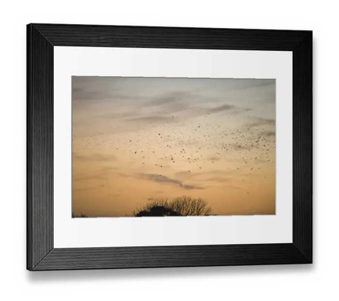 Framed Print : Rooks Corvus frugilegus and Jackdaws Corvus monedula arriving at roost at Buckenham Framed Print : Rooks Corvus frugilegus and Jackdaws Corvus monedula arriving at roost at Buckenham