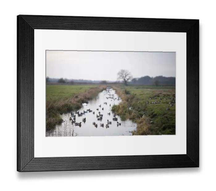 Framed Print : Wigeon Anas penelope in dyke at Buckenham Marshes RSPB Recerve in Yare Valley Norfolk Framed Print : Wigeon Anas penelope in dyke at Buckenham Marshes RSPB Recerve in Yare Valley Norfolk