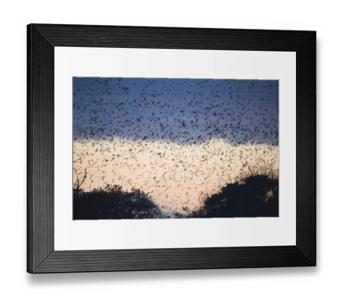 Framed Print : Rooks Corvus frugilegus and Jackdaws Corvus monedula arriving at roost at Buckenham Framed Print : Rooks Corvus frugilegus and Jackdaws Corvus monedula arriving at roost at Buckenham
