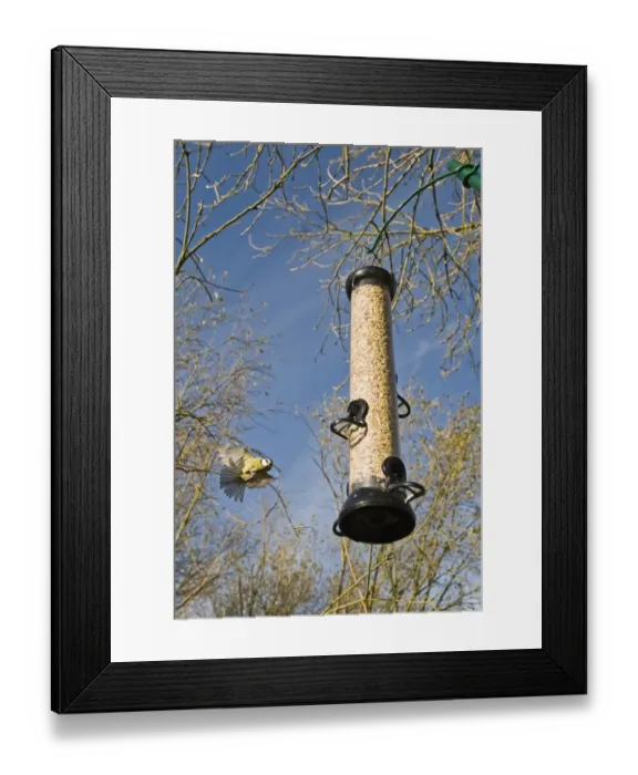 Framed Print : Blue Tit at feeder Norfolk winter Framed Print : Blue Tit at feeder Norfolk winter