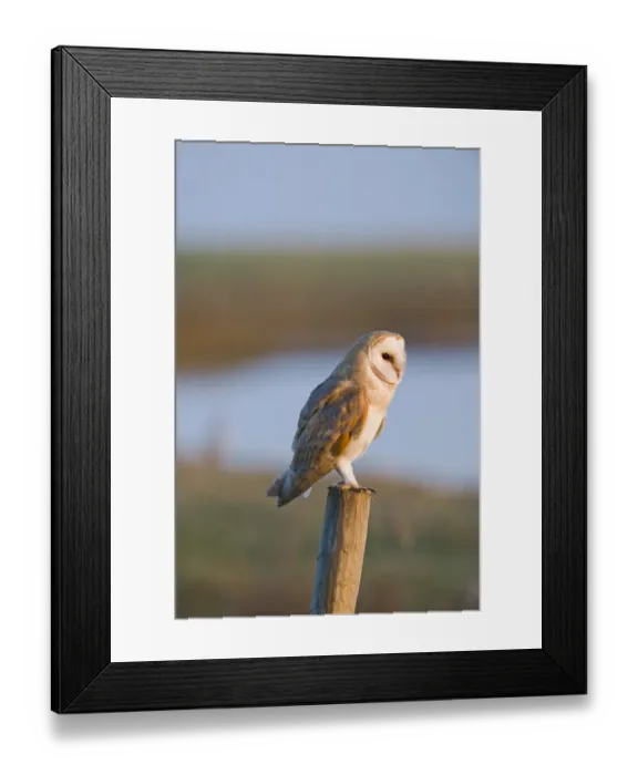 Framed Print : Barn Owl tyto alba hunting Cley NWT Reserve North Norfolk January Framed Print : Barn Owl tyto alba hunting Cley NWT Reserve North Norfolk January
