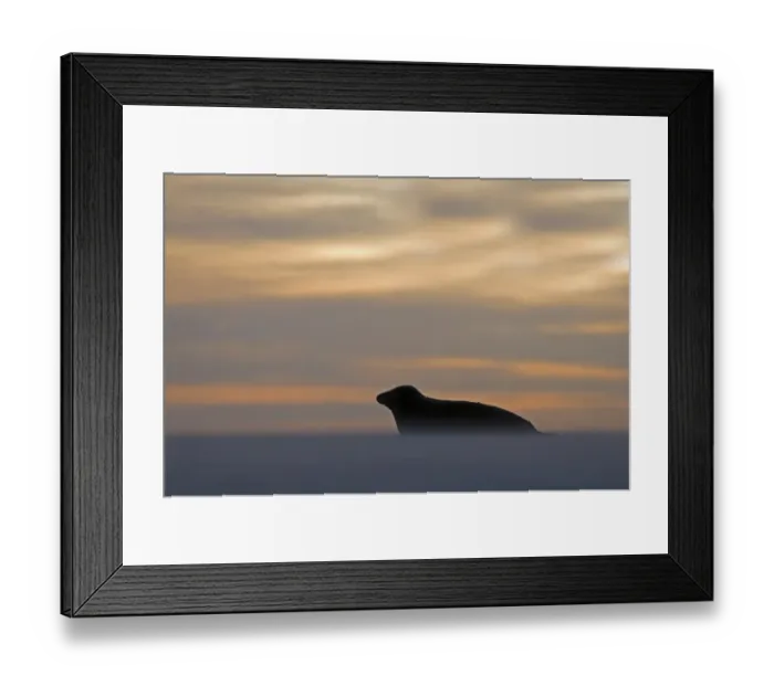 Framed Print : Grey Seal Halichoerus grypus on beach Blakeney Point Norfolk November Framed Print : Grey Seal Halichoerus grypus on beach Blakeney Point Norfolk November