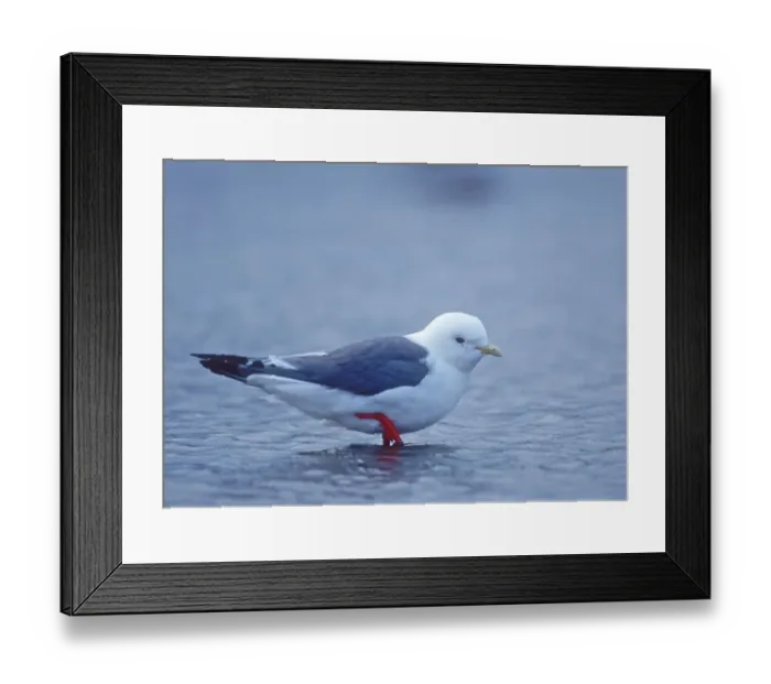 Framed Print : Red-legged kittiwake St Paul Pribilof Islands Alaska Framed Print : Red-legged kittiwake St Paul Pribilof Islands Alaska