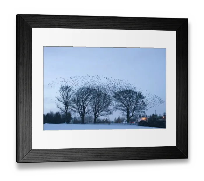 Framed Print : Starlings Sturnus vulgarus gathering at roost near Gretna Scotland December Framed Print : Starlings Sturnus vulgarus gathering at roost near Gretna Scotland December
