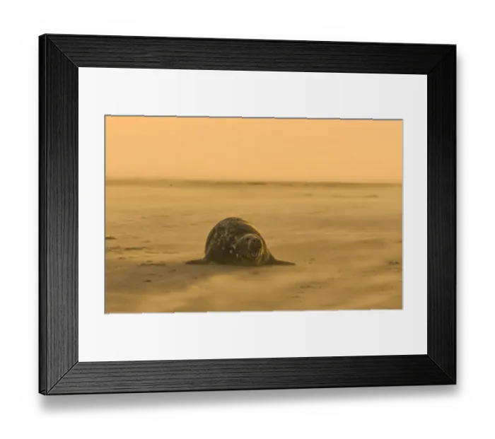 Framed Print : Grey Seal Halichoerus grypus on beach Blakeney Point Norfolk November Framed Print : Grey Seal Halichoerus grypus on beach Blakeney Point Norfolk November