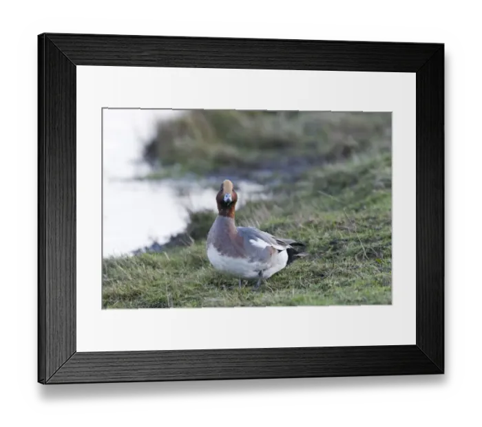 Framed Print : Wigeon Anas penelope male Norfolk winter Framed Print : Wigeon Anas penelope male Norfolk winter