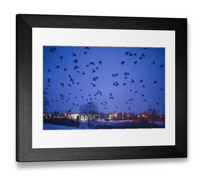 Framed Print : Starlings Sturnus vulgarus flying to roost near Gretna Scotland December Framed Print : Starlings Sturnus vulgarus flying to roost near Gretna Scotland December