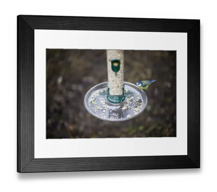 Framed Print : Blue Tit at feeder Norfolk winter Framed Print : Blue Tit at feeder Norfolk winter