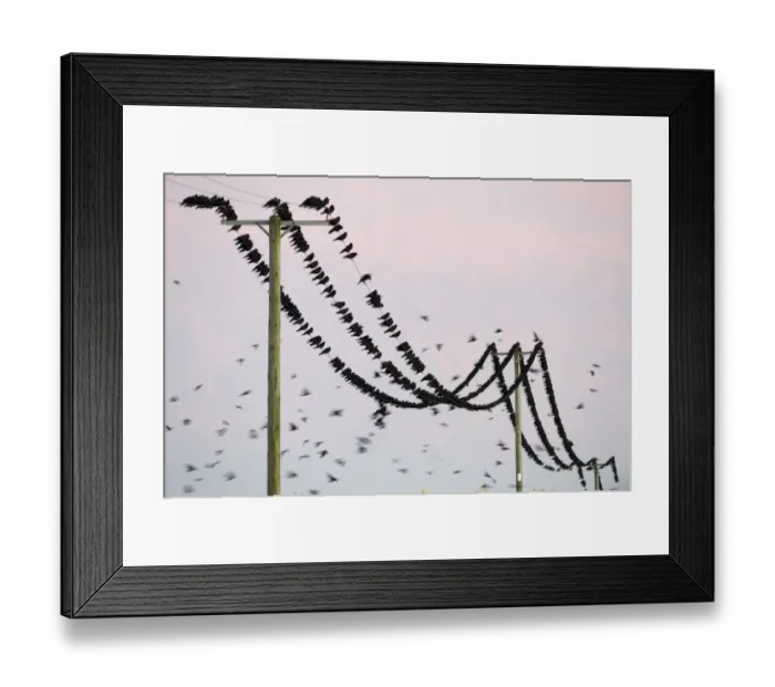 Framed Print : Rooks Corvus frugilegus at pre-roost gathering near Buckenham in Yare Valley Norfolk Framed Print : Rooks Corvus frugilegus at pre-roost gathering near Buckenham in Yare Valley Norfolk