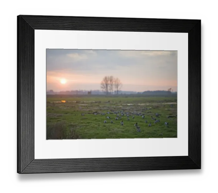 Framed Print : Wigeon Anas penelope grazing on Buckenham Marshes RSPB Reserve in the Yare Valley Framed Print : Wigeon Anas penelope grazing on Buckenham Marshes RSPB Reserve in the Yare Valley