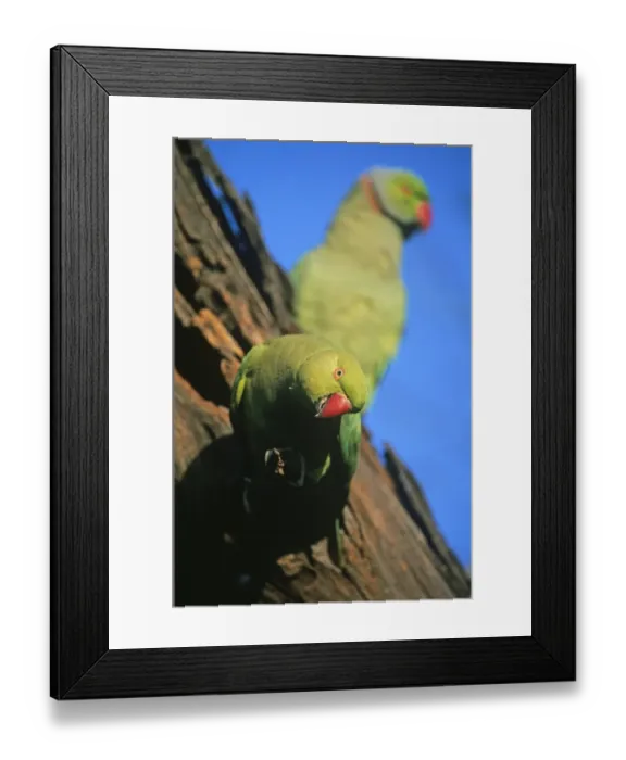 Framed Print : Rose-ringed Parakeet India Framed Print : Rose-ringed Parakeet India