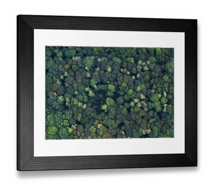Framed Print : Aerial view of a mixed broadleaved wood in autumn Norfolk Framed Print : Aerial view of a mixed broadleaved wood in autumn Norfolk