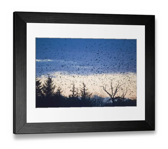 Framed Print : Rooks Corvus frugilegus and Jackdaws Corvus monedula arriving at roost at Buckenham Framed Print : Rooks Corvus frugilegus and Jackdaws Corvus monedula arriving at roost at Buckenham