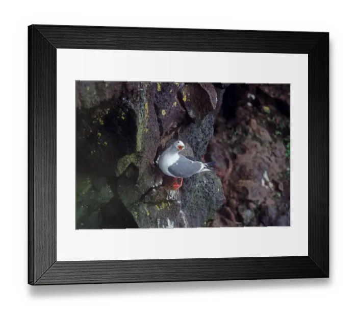 Framed Print : Red-legged kittiwake calling from cliff on St Paul Pribilof Islands Alaska Framed Print : Red-legged kittiwake calling from cliff on St Paul Pribilof Islands Alaska