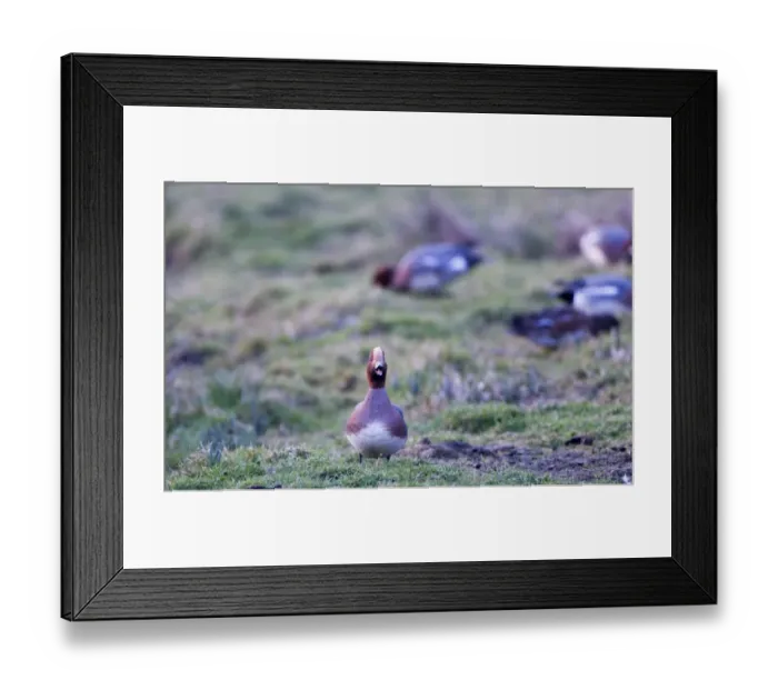 Framed Print : Wigeon Anas penelope calling Buckenham Marshes RSPB Reserve in the Yare Valley Norfolk Framed Print : Wigeon Anas penelope calling Buckenham Marshes RSPB Reserve in the Yare Valley Norfolk