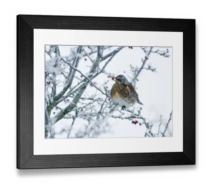 Framed Print : Fieldfare Turdus pilarus feeding on hawthorn berries in sub zero temperatures Norfolk Framed Print : Fieldfare Turdus pilarus feeding on hawthorn berries in sub zero temperatures Norfolk