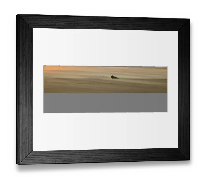 Framed Print : Grey Seals Halichoerus grypus bull and female on beach Blakeney Point Norfolk November Framed Print : Grey Seals Halichoerus grypus bull and female on beach Blakeney Point Norfolk November