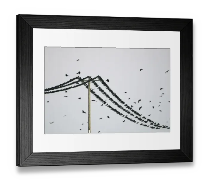Framed Print : Rooks Corvus frugilegus at pre-roost gathering near Buckenham in Yare Valley Norfolk Framed Print : Rooks Corvus frugilegus at pre-roost gathering near Buckenham in Yare Valley Norfolk