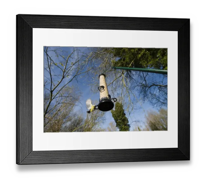 Framed Print : Blue Tit at feeder Norfolk winter Framed Print : Blue Tit at feeder Norfolk winter