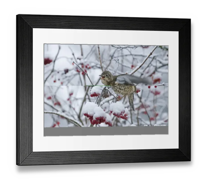 Framed Print : Mistle Thrush Turdus viscivorus feeding on Rowan berries in snow Norfolk December Framed Print : Mistle Thrush Turdus viscivorus feeding on Rowan berries in snow Norfolk December
