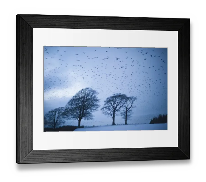 Framed Print : Starlings Sturnus vulgarus flying to roost near Gretna Scotland December Framed Print : Starlings Sturnus vulgarus flying to roost near Gretna Scotland December