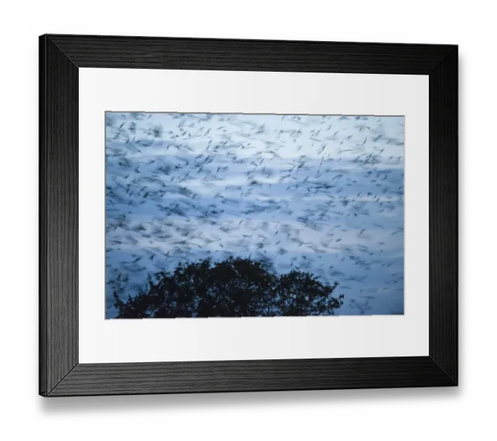 Framed Print : Rooks Corvus frugilegus arriving at roost at Buckenham in Yare Valley Norfolk winter Framed Print : Rooks Corvus frugilegus arriving at roost at Buckenham in Yare Valley Norfolk winter