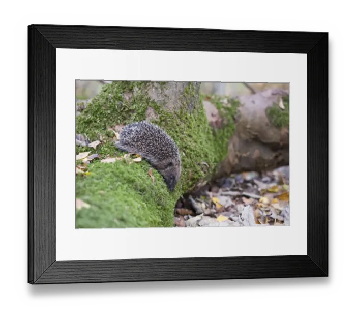Framed Print : Hedgehog Erinaceus europaeus in woodland Norfolk UK autumn