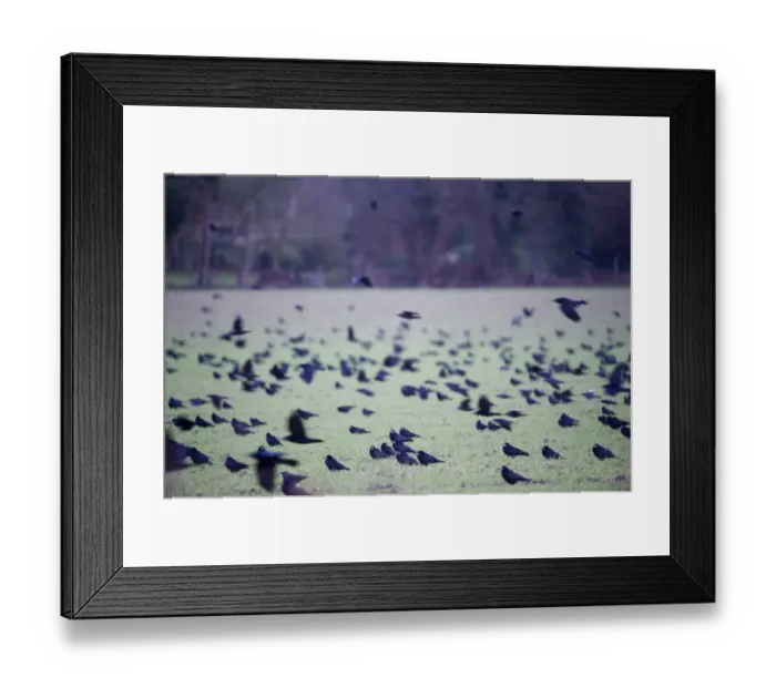 Framed Print : Rooks Corvus frugilegus gathering before going to roost Buckenham Norfolk winter Framed Print : Rooks Corvus frugilegus gathering before going to roost Buckenham Norfolk winter