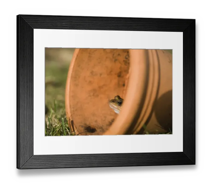 Framed Print : Common Frog Rana temporaria in flower pot in garden Norfolk UK autumn