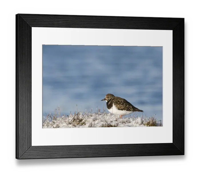 Framed Print : Turnstone Arenaria interpres in snow Salthouse Norfolk January Framed Print : Turnstone Arenaria interpres in snow Salthouse Norfolk January