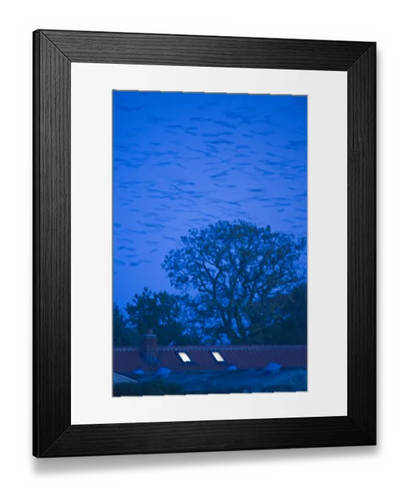 Framed Print : Rooks Corvus frugilegus arriving at roost at Buckenham in Yare Valley Norfolk winter Framed Print : Rooks Corvus frugilegus arriving at roost at Buckenham in Yare Valley Norfolk winter