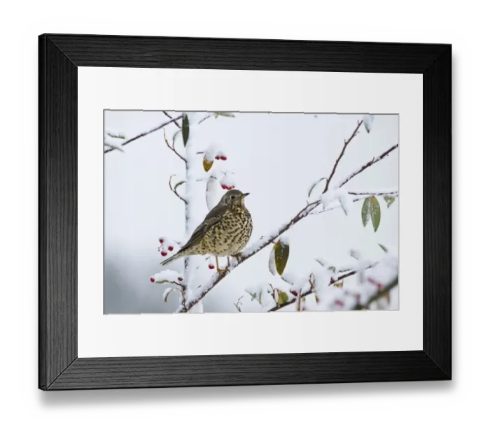 Framed Print : Mistle Thrush Turdus viscivorus feeding on berries in garden in snow Norfolk winter Framed Print : Mistle Thrush Turdus viscivorus feeding on berries in garden in snow Norfolk winter