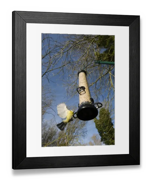 Framed Print : Blue Tit at feeder Norfolk winter Framed Print : Blue Tit at feeder Norfolk winter