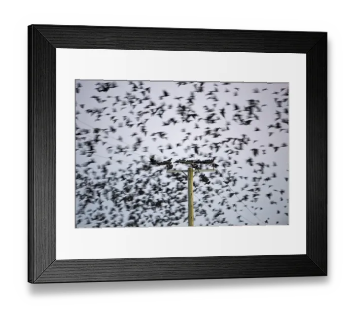 Framed Print : Rooks Corvus frugilegus at pre-roost gathering near Buckenham in Yare Valley Norfolk Framed Print : Rooks Corvus frugilegus at pre-roost gathering near Buckenham in Yare Valley Norfolk
