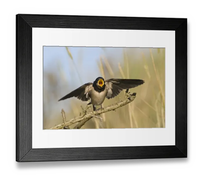 Framed Print : Swallow Hirundo rustica fledged young begging for food Cley Norfolk September