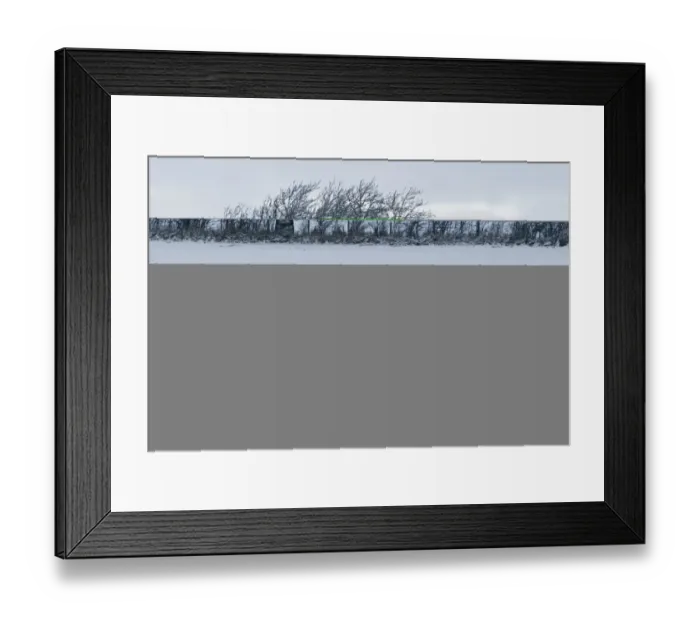 Framed Print : Wind blown tree in hedgerow in snow Dumfries Scotland December Framed Print : Wind blown tree in hedgerow in snow Dumfries Scotland December
