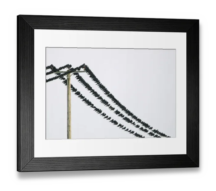 Framed Print : Rooks Corvus frugilegus at pre-roost gathering near Buckenham in Yare Valley Norfolk Framed Print : Rooks Corvus frugilegus at pre-roost gathering near Buckenham in Yare Valley Norfolk