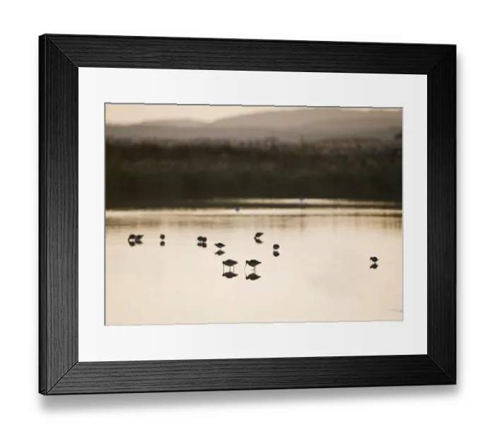Framed Print : Black-tailed Godwits Limosa limosa feeding on scrape at Cley NWT Reserve Norfolk November Framed Print : Black-tailed Godwits Limosa limosa feeding on scrape at Cley NWT Reserve Norfolk November