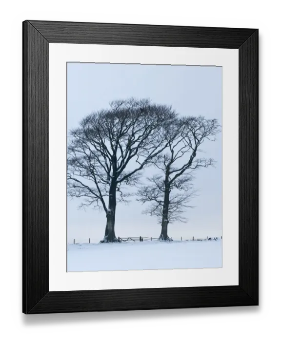 Framed Print : Beech Trees in the snow near Gretna Scotland December Framed Print : Beech Trees in the snow near Gretna Scotland December
