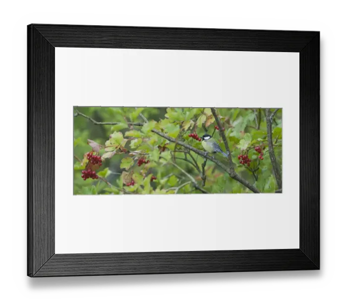Framed Print : Great Tit Parus major in Guelder Rose Norfolk autumn Framed Print : Great Tit Parus major in Guelder Rose Norfolk autumn