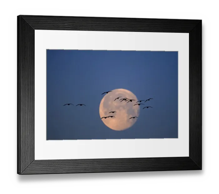 Framed Print : Pink-footed Geese Anser brachyrynchus flying soon after dusk and silhouetted against Framed Print : Pink-footed Geese Anser brachyrynchus flying soon after dusk and silhouetted against