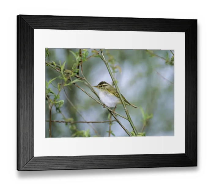 Framed Print : Eastern Crowned Warbler Beidaihe China May Framed Print : Eastern Crowned Warbler Beidaihe China May