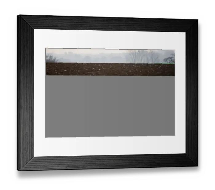 Framed Print : Gulls following a plough at Buckenham in the Yare Valley Norfolk winter Framed Print : Gulls following a plough at Buckenham in the Yare Valley Norfolk winter