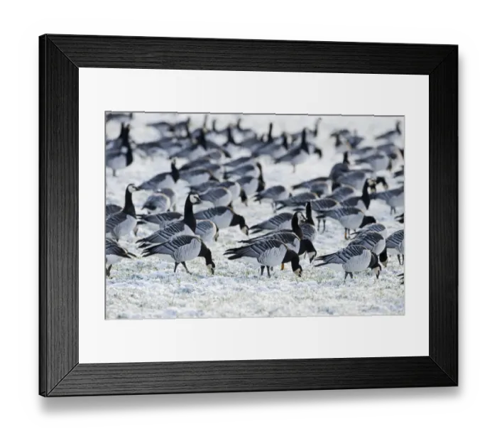 Framed Print : Barnacle Geese Branta leucopsis feeding on snow covered field Solway Dumfries Scotland Framed Print : Barnacle Geese Branta leucopsis feeding on snow covered field Solway Dumfries Scotland