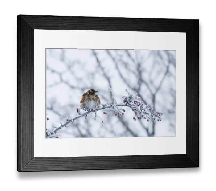 Framed Print : Redwing turdus ilacus feeding on Hawthorn berries and puffed up against cold Burnham Framed Print : Redwing turdus ilacus feeding on Hawthorn berries and puffed up against cold Burnham