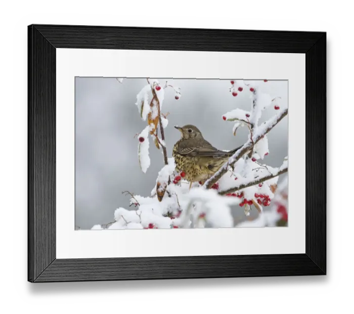 Framed Print : Mistle Thrush Turdus viscivorus feeding on berries in garden in snow Norfolk winter Framed Print : Mistle Thrush Turdus viscivorus feeding on berries in garden in snow Norfolk winter