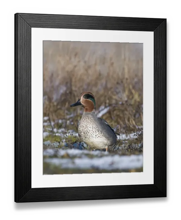 Framed Print : Teal Anas crecca male Norfolk winter