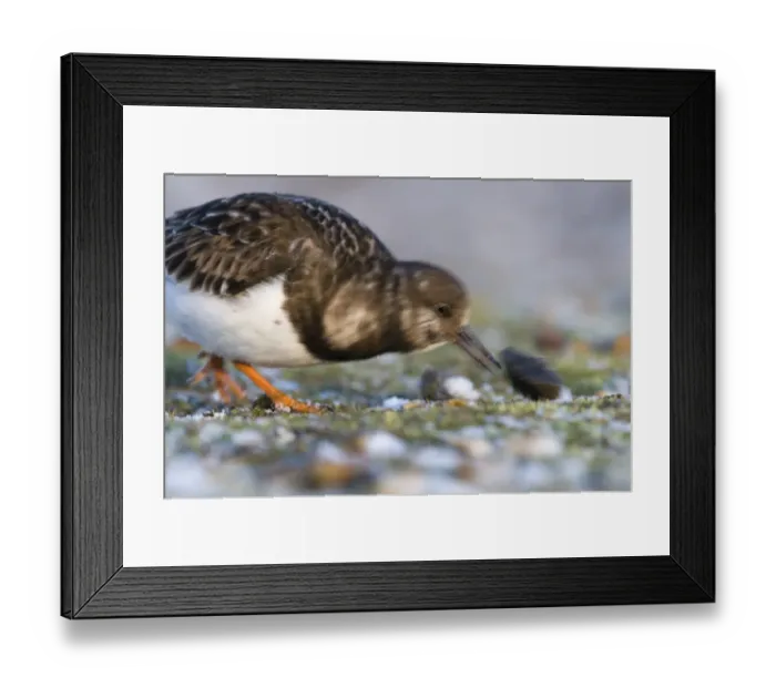 Framed Print : Turnstone Arenaria interpres turning over stones Salthouse Norfolk winter Framed Print : Turnstone Arenaria interpres turning over stones Salthouse Norfolk winter