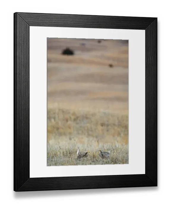 Framed Print : Sharp-tailed Grouse Tympanuchus phasianellus displaying on lek at dawn in the Sandhills Framed Print : Sharp-tailed Grouse Tympanuchus phasianellus displaying on lek at dawn in the Sandhills